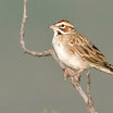 Lark Sparrow